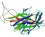 Dopamine Beta Hydroxylase (DbH)