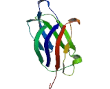 Dysferlin (DYSF)