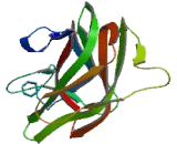 EGF Like Repeats And Discoidin I Like Domains Protein 3 (EDIL3)