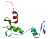 Early Growth Response Protein 4 (EGR4)