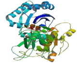 Ectonucleoside Triphosphate Diphosphohydrolase 1 (ENTPD1)