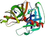 Pancreatic Elastase 1 (ELA1)