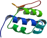 Endothelial Differentiation Related Factor 1 (EDF1)