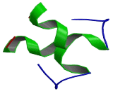 Endothelin 1 (EDN1)