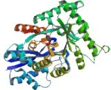 Enolase, Neuron Specific (NSE)