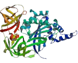 Eukaryotic Translation Elongation Factor 1 Alpha 1 (EEF1a1)