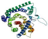 Excitatory Amino Acid Transporter 2 (EAAT2)