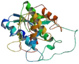 Exonuclease 1 (EXO1)