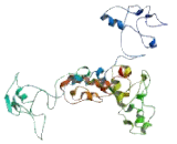 FIP1 Like Protein 1 (FIP1L1)