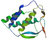 FMS Like Tyrosine Kinase 3 Ligand (Flt3L)