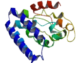 Family With Sequence Similarity 134, Member C (FA<b>M134</b>C)