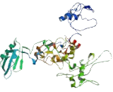 Fas Activated Serine/Threonine Kinase (FASTK)