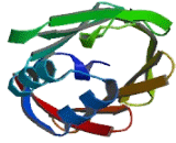 Heart-type Fatty Acid Binding Protein (H-FABP)