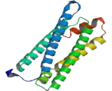 Ferritin, Mitochondrial (FTMT)