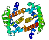 Fetal Hemoglobin (HBF)