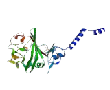 Fibrinogen Like Protein 1 (FGL1)