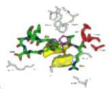 Fibrinopeptide A (FPA)