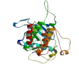 Fibroblast Growth Factor Receptor 3 (FGFR3)