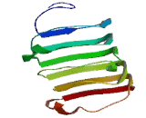 Fibromodulin (FMOD)