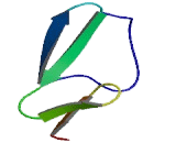 Fibulin 2 (FBLN2)