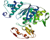 Folylpolyglutamate Synthase, Mitochondrial (FPGS)