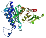 Fructose-1,6-Bisphosphatase (FBP)