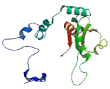 Fucosyltransferase 1 (FUT1)