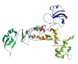 Fukutin Related Protein (FKRP)