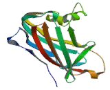 GM2 Ganglioside Activator (GM2A)