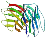 Galectin 7 (GAL7)