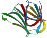 Galectin 9 (GAL9)