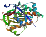 Gamma-Glutamyl Hydrolase (gGH)