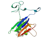 Gamma-Glutamyltransferase 5 (gGT5)