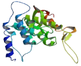 Gap Junction Protein Beta 1 (GJb1)