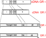 Glucocorticoid Receptor Beta (GRb)