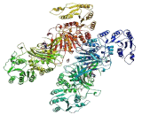 Glucose-6-phosphate Dehydrogenase (G6PD)