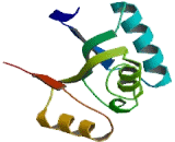 Glutamate Cysteine Ligase, Modifier Subunit (GCLM)