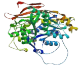 Glutamate Receptor, Metabotropic 1 (GRM1)