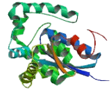 Glutathione S Transferase Kappa 1 (GSTk1)