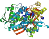 Glutathione Synthetase (GSS)