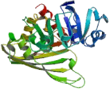 Glyceraldehyde-3-Phosphate Dehydrogenase (GAPDH)