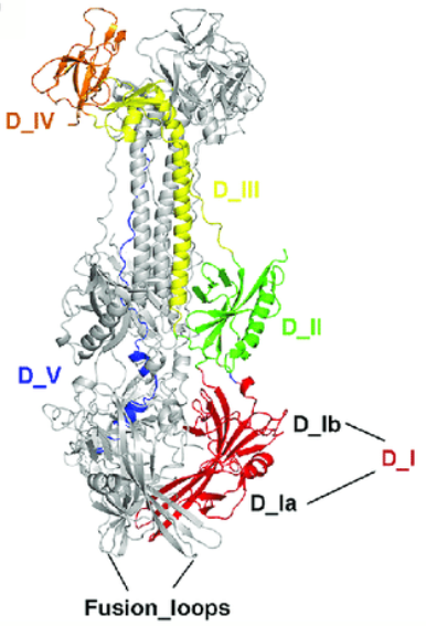 Glycoprotein B, PRV (gB)