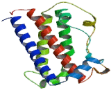 Growth Hormone 2 (GH2)