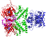 Heat Shock Protein 90 (HSP90)