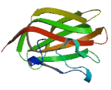 Heat Shock Protein Beta 11 (HSPb11)