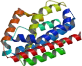 Heme Oxygenase 2, Decycling (HO2)