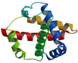 Hemoglobin Mu (HBm)