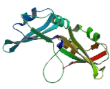 Heterogeneous Nuclear Ribonucleoprotein A1 (HNRNPA1)