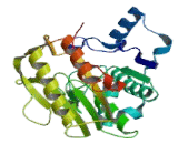 Histone Deacetylase 11 (HDAC11)