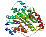 Histone Deacetylase 5 (HDAC5)